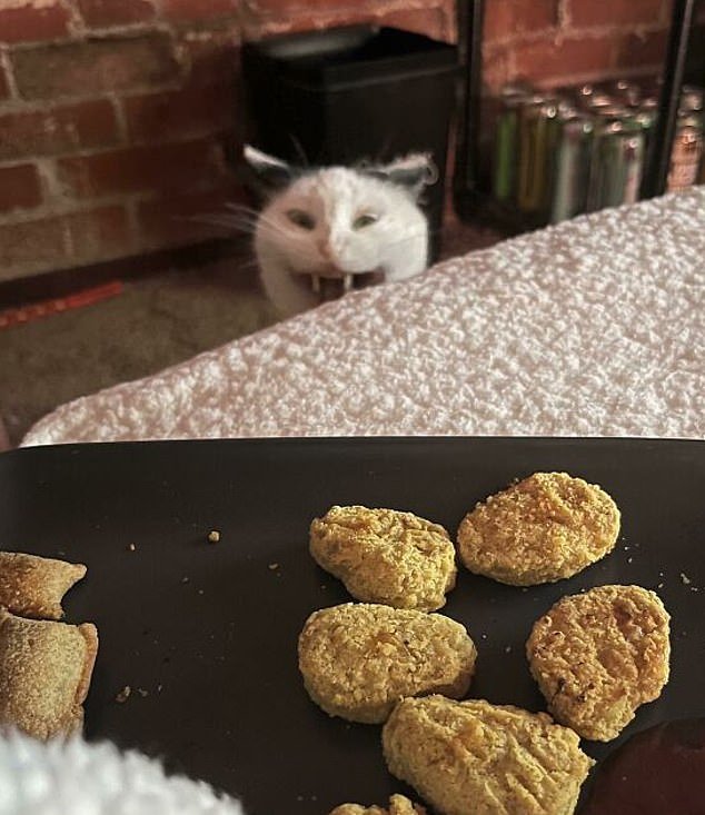This cat's owners had the audacity to make chicken nuggets without sacrificing it - clearly too much anger