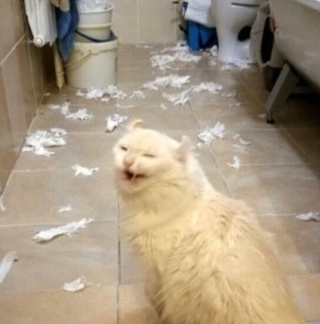Another cat appears shocked after being caught red-handed after tearing up toilet roll in the bathroom