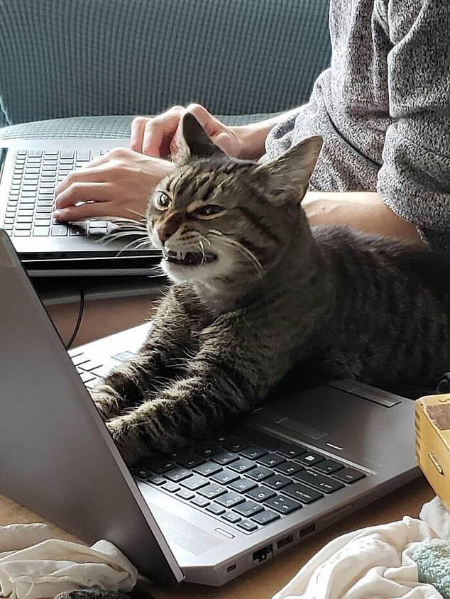 A tech-savvy cat appears full of rage as he seemingly tries to complete his long list of office tasks for the day