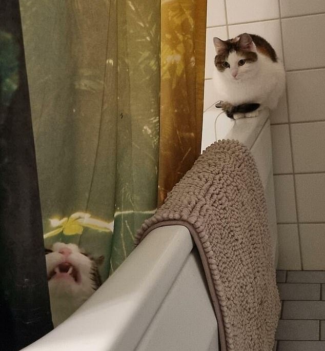 There's always one sibling causing the trouble, and this cat apparently stuck in the bath fits right into that picture