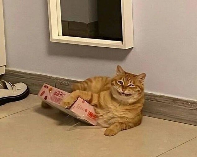 This Cat's Face Is the Definition of 'I Promise Not to Break into the Cookie Box Again'