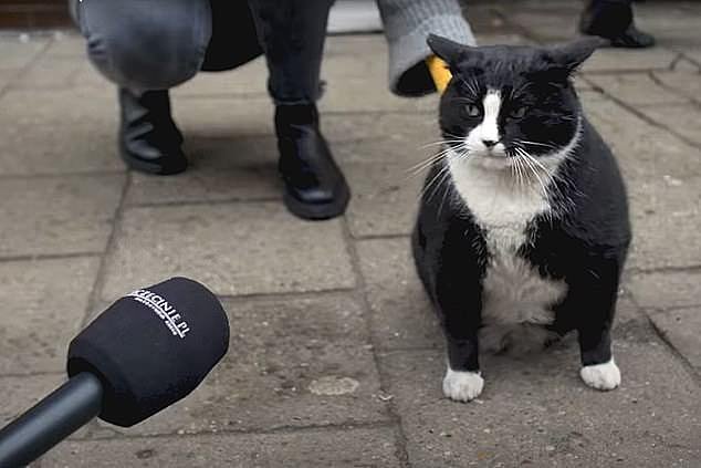 Famous fat cat Gacek speaks to the media at the height of his popularity as he worries he has overzealously enjoyed the spoils of his fame - with visitors pouring in with treats