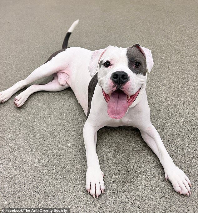 The shelter announced the good news on Facebook on Friday: 