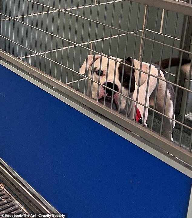 The gray-and-white spotted American bulldog was the only dog ​​of 61 pets not adopted at the Anti-Cruelty Society animal shelter's 