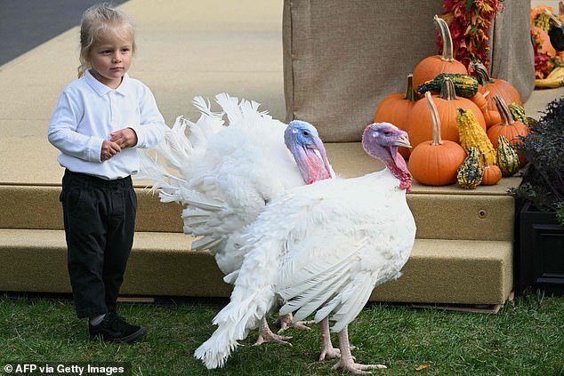 The president's grandson, Beau, played with the turkeys
