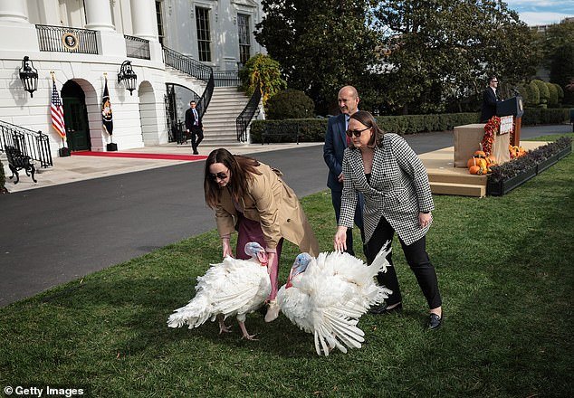 National Thanksgiving turkeys Liberty and Bell await pardons