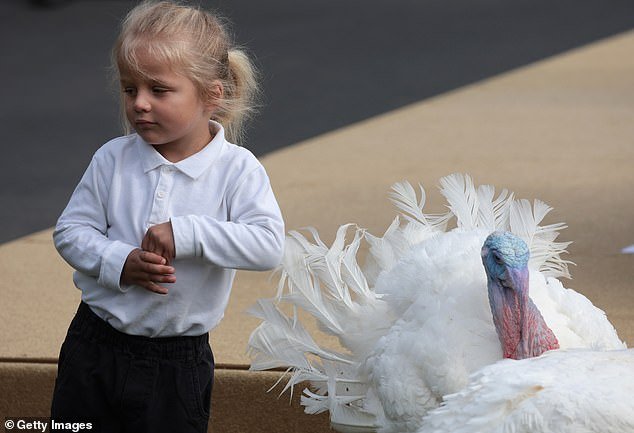 Baby Beau with a turkey during Monday's turkey pardoning ceremony at the White House