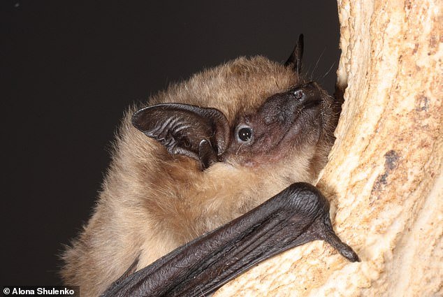 The serotinus bat (Eptesicus serotinus) is found throughout Asia and Europe, including the southern half of the United Kingdom.