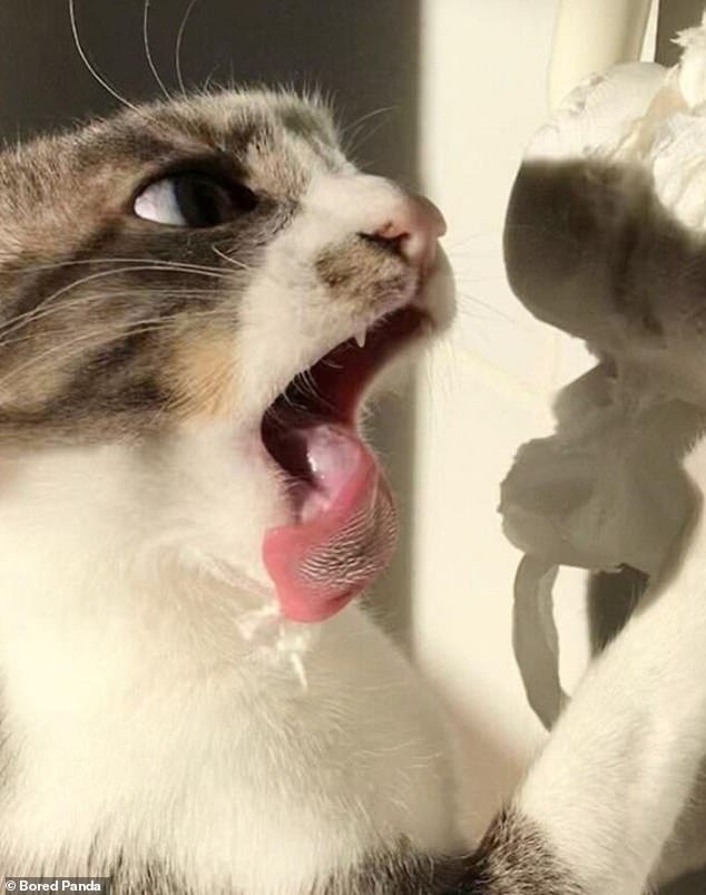 Washed away!  Elsewhere, a photo captured a cat's very intense fight with a roll of toilet paper