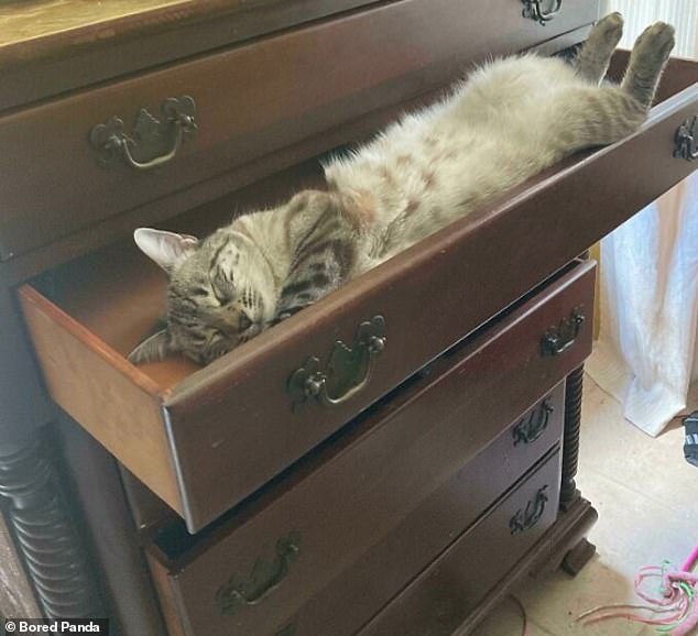 Time for a nap!  A pet owner from Florida, USA, shared a photo of their cat trying to catch a few Z's in a very unconventional bed