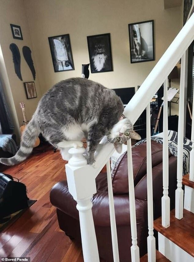 Slippery chair!  A cat owner from the US captured the hilarious moment their cat braved standing on the railing