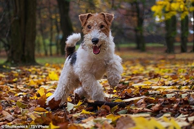 The Kennel Club has shared new figures exclusively with MailOnline, showing how the breed's popularity has fallen by 94 per cent since 1947.