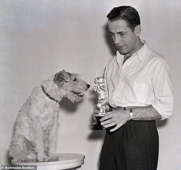 Many celebrities can often be seen with Wire Fox Terriers, and Albert Einstein, Clint Eastwood, and Lucille Ball are known to be fans of the breed.  Pictured: Humphrey Bogart presenting a silver dog statuette to Skippy, the Wirefox dog, on March 11, 1938