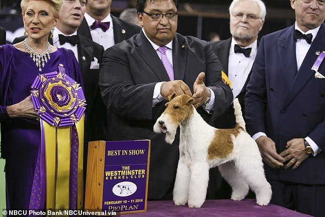 Despite declining numbers, the Wire Fox Terrier has always been one of the most successful shows at dog shows, including the Westminster Kennel Club Dog Show (pictured)