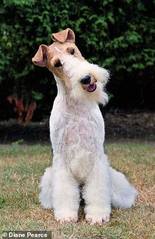 The Wire Fox Terrier was once the mainstay of traditional British fox hunting
