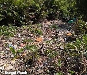 Kelly Bencheghib, co-founder of Sungai Watch, revealed to MailOnline Travel that the cleanups shown in the timelapse removed 7,682kg (7.6 tonnes) of non-organic waste from the waterways