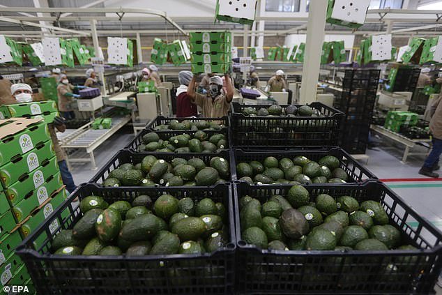 Workers pack avocados in Jalisco, one of two Mexican states whose forests have been destroyed by the avocado growing industry.