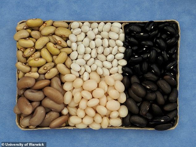 The new variety of baked beans was named Capulet (middle and upper uncooked and lower cooked).  Scientists also grew two other types of beans, Godiva (left) and Olivia (right).