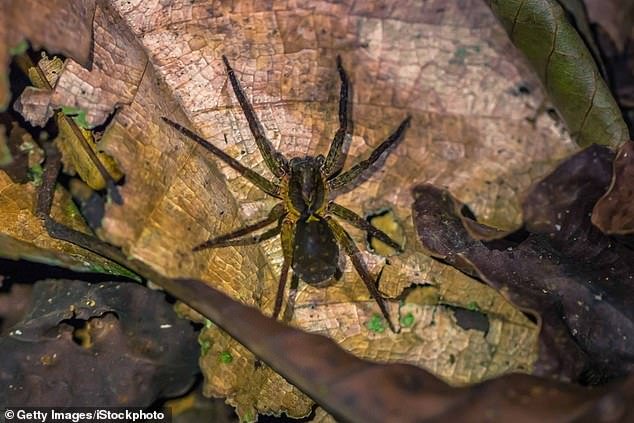 Peruvian wolf spiders live in France after arriving in the area on cargo ships (File Photo)