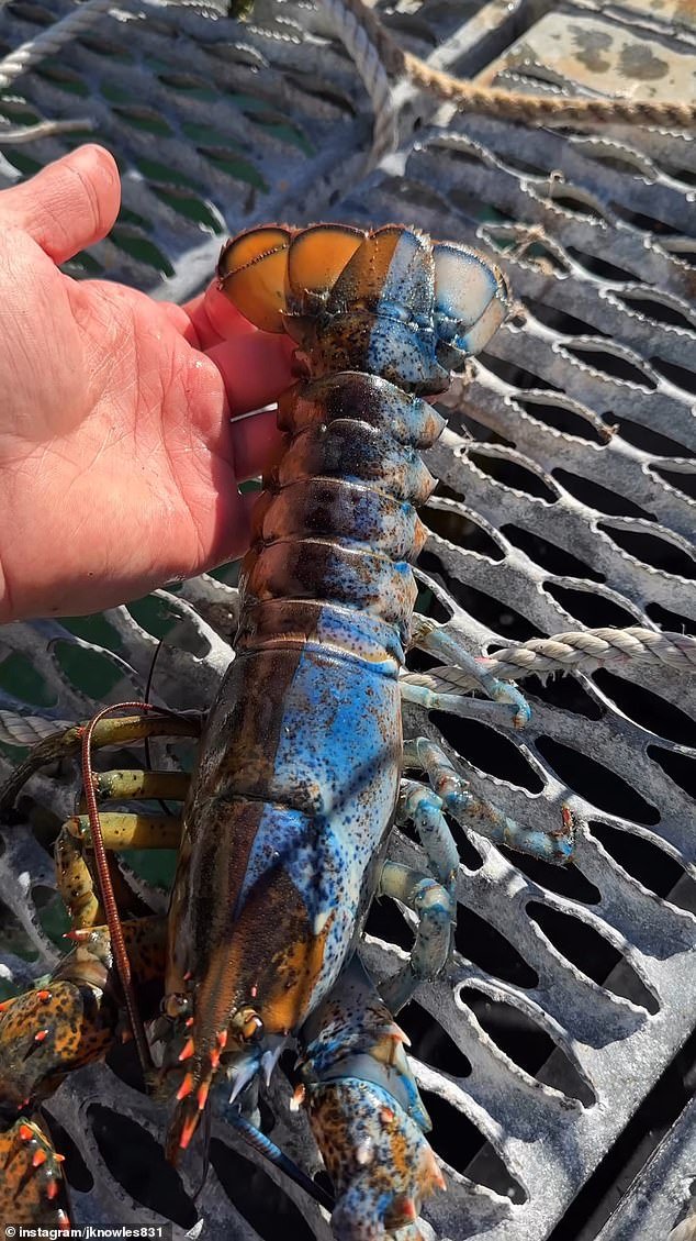 The Bowie lobster is almost perfectly split down the middle, with the male reproductive organs on the blue side and the female organs on the other.  It is not clear whether Bowie can reproduce on his own