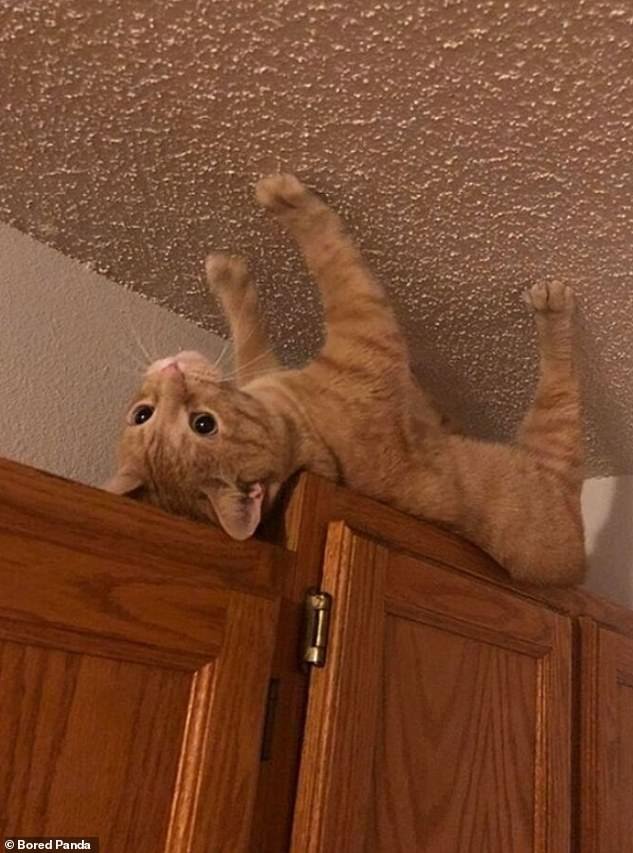 Spidercat!  An adventurous ginger cat, probably from the US, wanted to walk on the ceiling