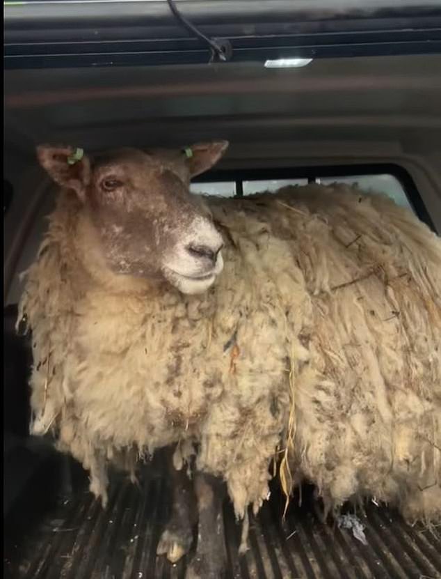 Britain's 'loneliest sheep' has finally been rescued after being trapped on a rock off the north-east coast of Scotland for two years