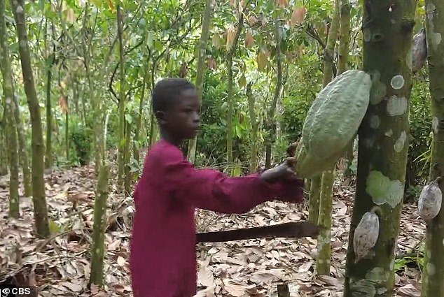 Chocolate giant Mars is exposed for using cocoa harvested by