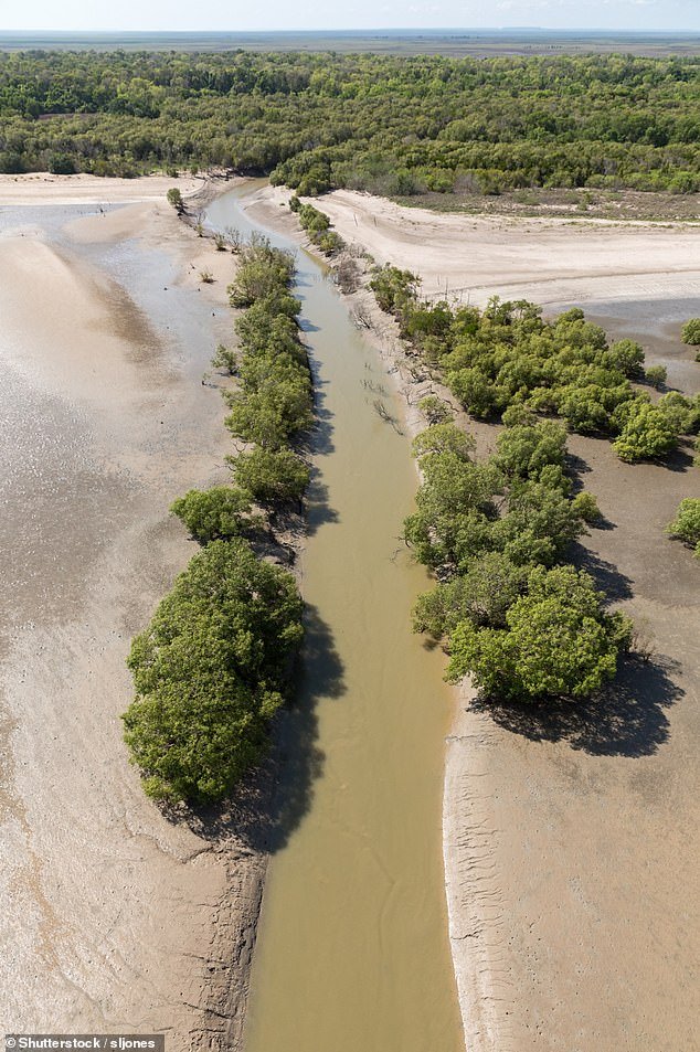 Colin Deveraux was on his way to do some fencing at the Finniss River (pictured) in early October when he stopped at a billabong after seeing fish swimming there.  Then he was attacked by a crocodile