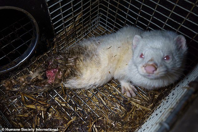 An injured white mink.  The chilling exposé entitled 'This is Fur Farming in the EU' exposes the grim reality of the fur industry in six EU countries
