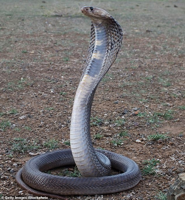 Ganesh told his neighbors that a snake entered his house and bit his wife and child (stock photo)