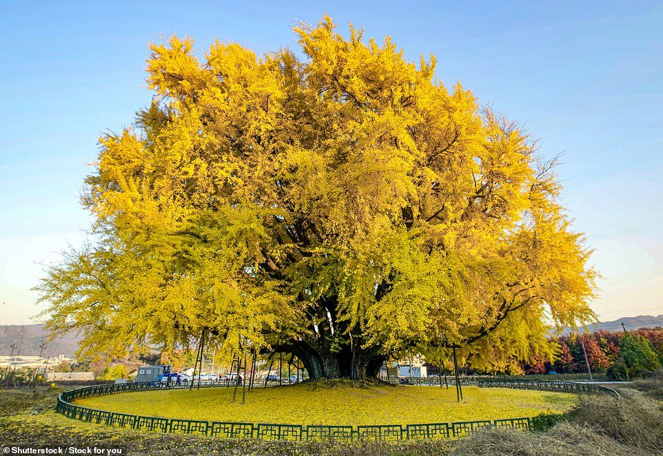 This ginkgo tree, in the village of Bangye-ri in South Korea, is believed to be at least 800 years old and attracts visitors from far and wide.  Especially when it is decorated with its golden autumn plumage