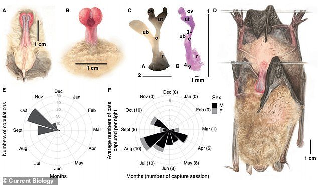 Mammals typically mate through penetrative sex, but researchers reported November 20 in the journal Current Biology that a species of bat, the serotinus bat (Eptesicus serotinus), mates without penetration.