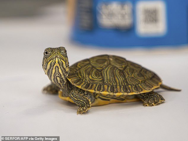Several animals were internally protected by the Convention on International Trade in Endangered Species of Wild Fauna and Flora, including the map turtle (pictured)