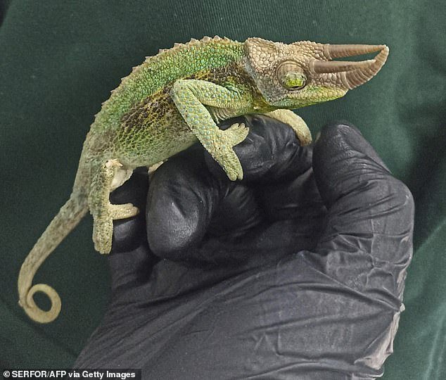 A Jackson chameleon found among the luggage the passenger was trying to smuggle