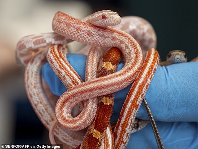 There was also a variety of snakes: 29 corn snakes found in a container of infant formula and 14 Cranwell frogs