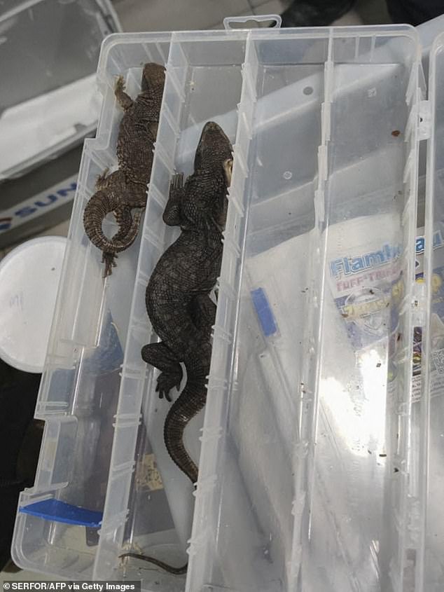 Peruvian authorities found the animals in appalling conditions, almost suffocated, as they had been stored in medicine bottles, in plastic boxes containing tools and bolts, and even wrapped in cotton straws.