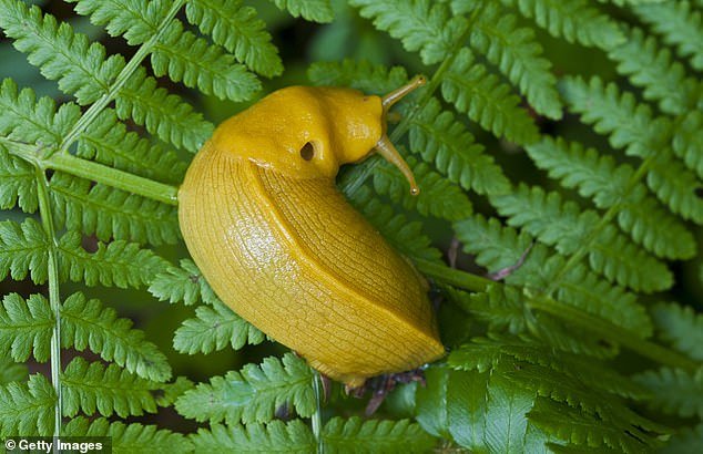 Banana slugs usually mate, with both slugs transferring sperm and laying eggs, but in rare cases they fertilize themselves.