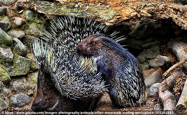 Porcupines have what can only be described as a highly specialized sexual fetish that involves urine (archive photo)