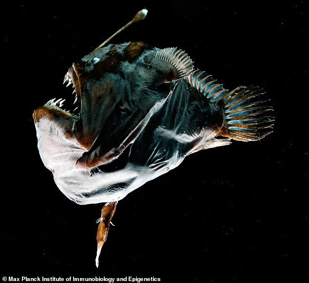 In this photo, it's easy to miss the male anglerfish attached to the larger female.  Look at her stomach towards the bottom of the photo