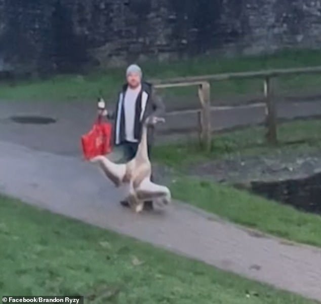 Photos and videos shared on Facebook show the man carrying the swan in one hand and what appears to be a bottle in the other