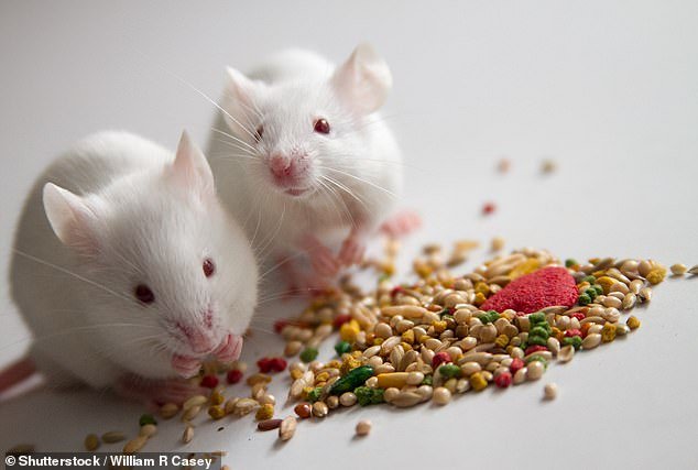 Black mice raised around white mice appeared to lose the ability to recognize their own reflection, suggesting that socialization plays an important role in the development of self-image (stock image).