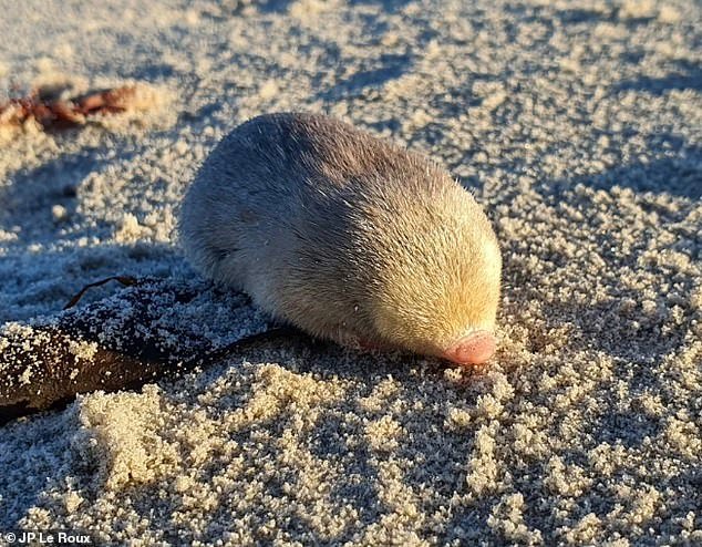 There are 21 species of golden moles, most of which live only in South Africa.  These little creatures have an oily secretion that decorates their fur with an iridescent sheen, giving them their name 
