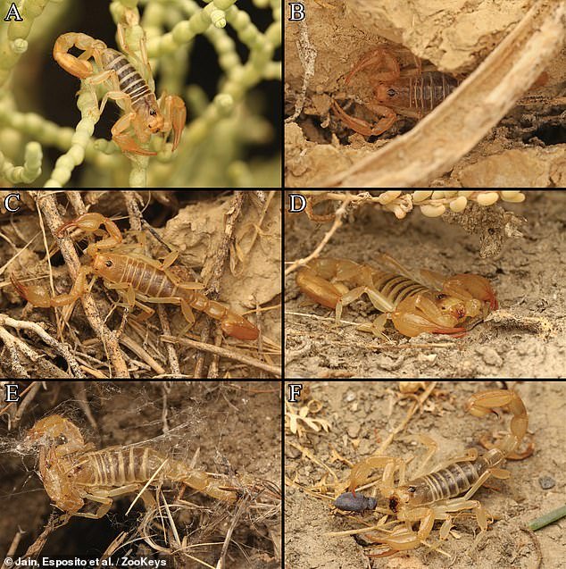 The researchers wrote that the color of the scorpion was 