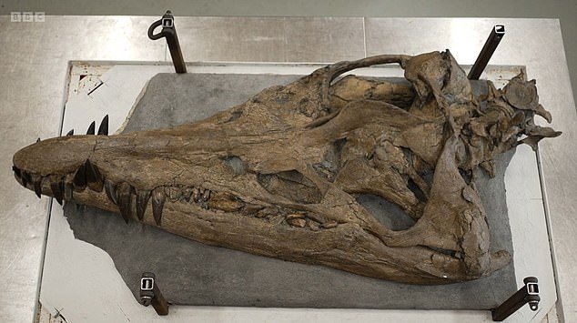 Restored pliosaur skull, 150 million years old, excavated from cliffs of the Jurassic Coast, Dorset