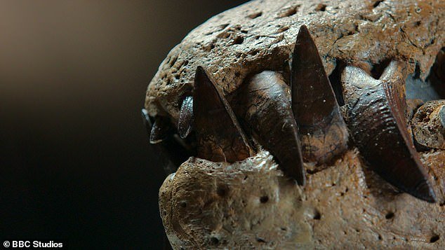 The skull contains about 130 long, sharp teeth.  Each tooth has tiny ridges at the back to pierce the flesh of the prey and prepare itself for a quick second attack