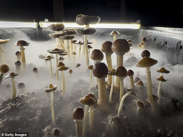 Mice treated with psilocybin, the main active ingredient in magic mushrooms, became much less sensitive to pain than mice that were not treated.
