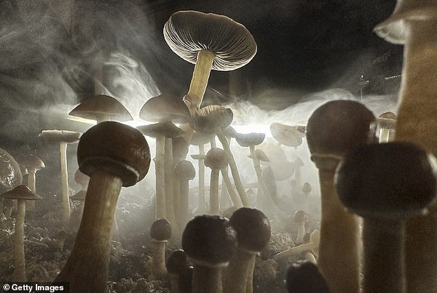 Chronic pain is difficult for doctors to treat, in part because it seems to alter and reshape the nervous system.  Psilocybin has been shown to reshape brain connections, suggesting it could help treat chronic pain
