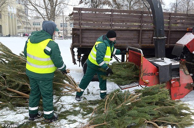 Christmas trees can be shredded into pieces, which are then used locally in parks or woodland areas