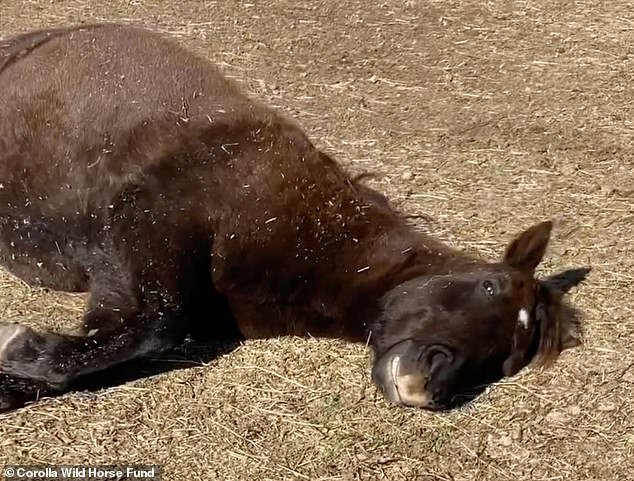 The horse, called Little Star, likes to lie completely on its side and appears 'dead', but is soon back on its four legs