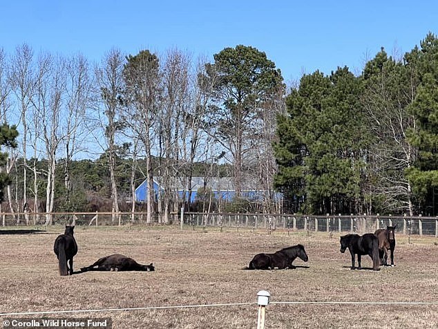 According to Meg Puckett, manager of the fund's herd of more than a hundred wild mustangs, horses like to take short naps while standing, but prefer to get REM sleep while lying down.